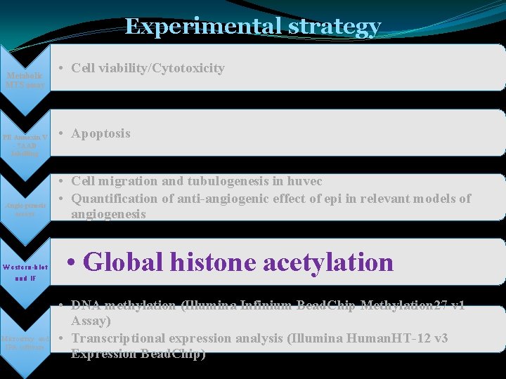 Experimental strategy Metabolic MTS assay PE Annexin V - 7 AAD labelling Angiogenesis assays