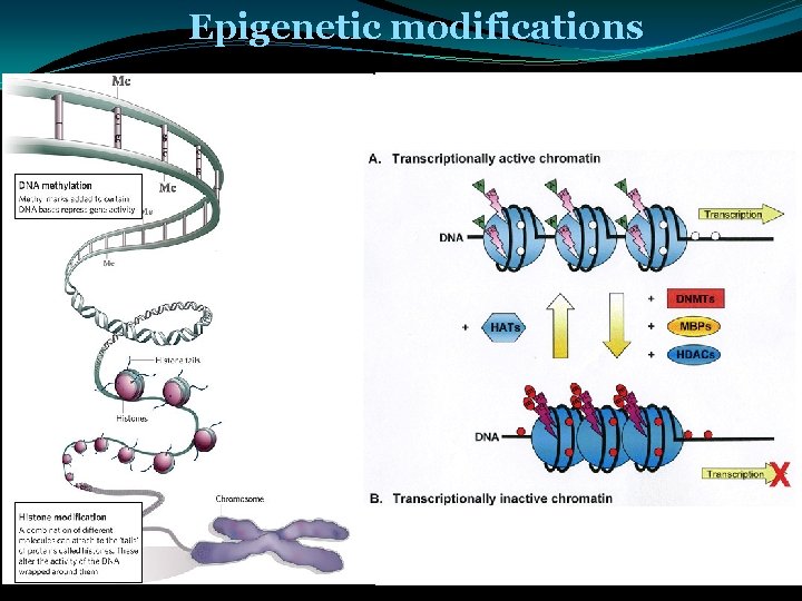 Epigenetic modifications 