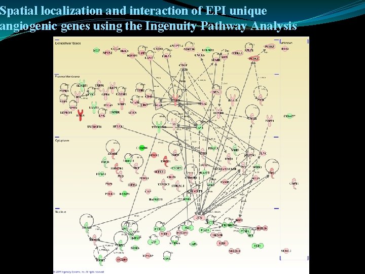 Spatial localization and interaction of EPI unique angiogenic genes using the Ingenuity Pathway Analysis
