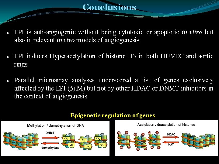 Conclusions EPI is anti-angiogenic without being cytotoxic or apoptotic in vitro but also in