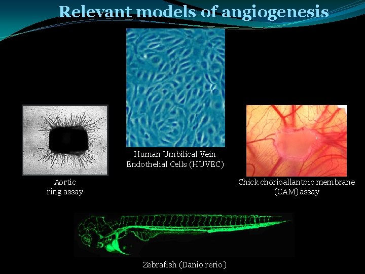 Relevant models of angiogenesis Human Umbilical Vein Endothelial Cells (HUVEC) Aortic ring assay Chick