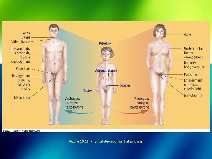 Figure 10. 12 Physical development at puberty 