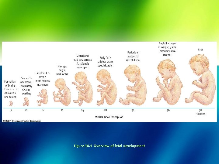 Figure 10. 1 Overview of fetal development 