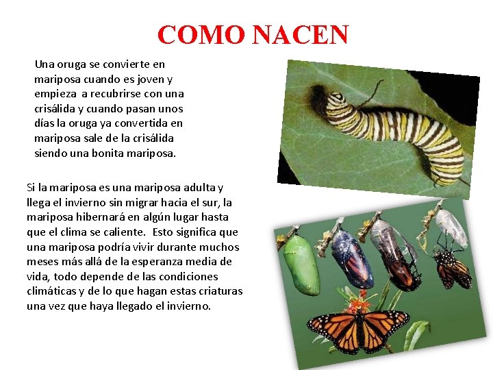 COMO NACEN Una oruga se convierte en mariposa cuando es joven y empieza a