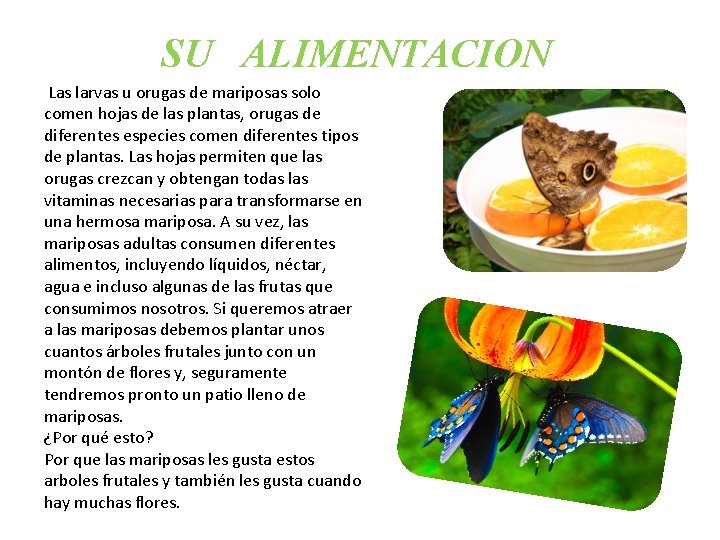 SU ALIMENTACION Las larvas u orugas de mariposas solo comen hojas de las plantas,