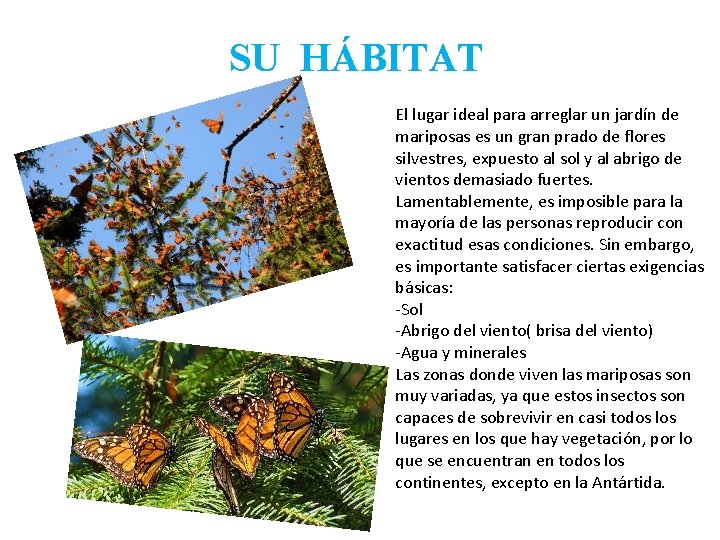 SU HÁBITAT El lugar ideal para arreglar un jardín de mariposas es un gran