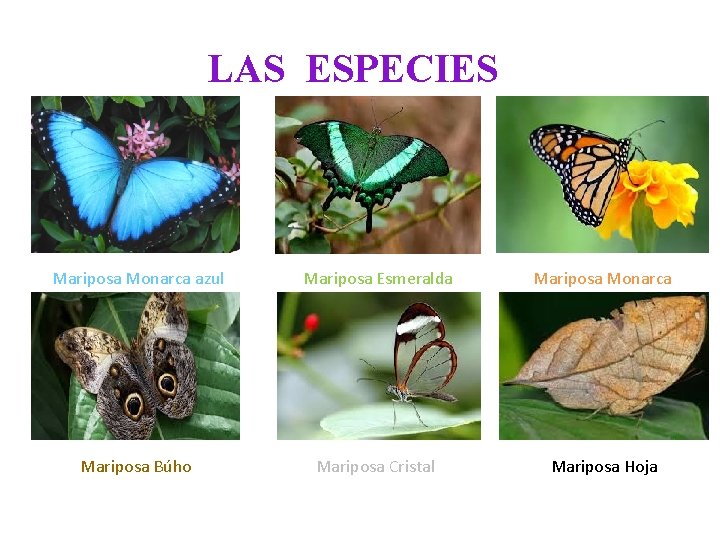 LAS ESPECIES Mariposa Monarca azul Mariposa Esmeralda Mariposa Monarca Mariposa Búho Mariposa Cristal Mariposa