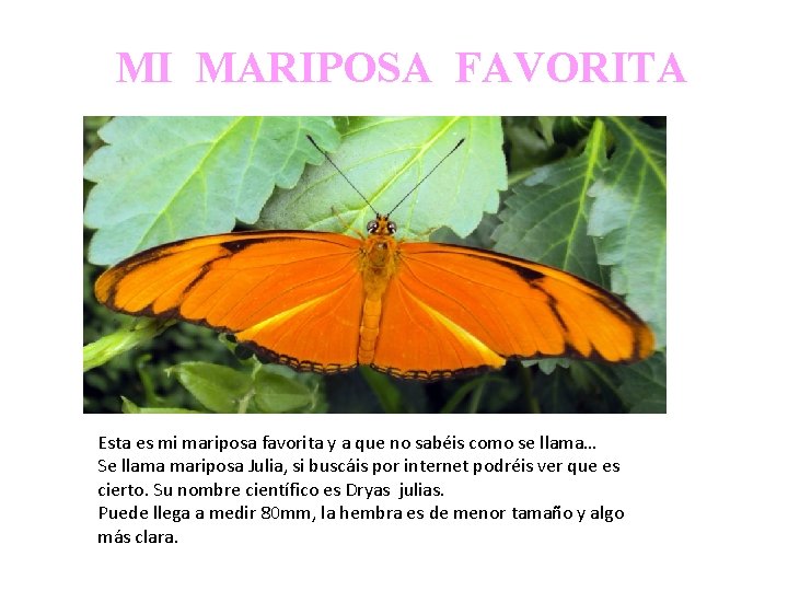 MI MARIPOSA FAVORITA Esta es mi mariposa favorita y a que no sabéis como