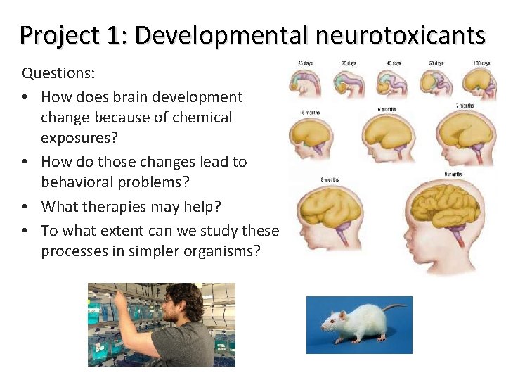 Project 1: Developmental neurotoxicants Questions: • How does brain development change because of chemical