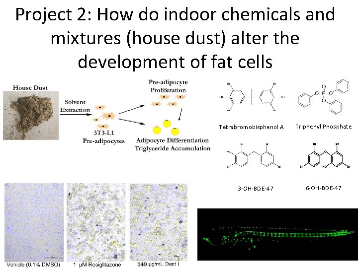 Project 2: How do indoor chemicals and mixtures (house dust) alter the development of