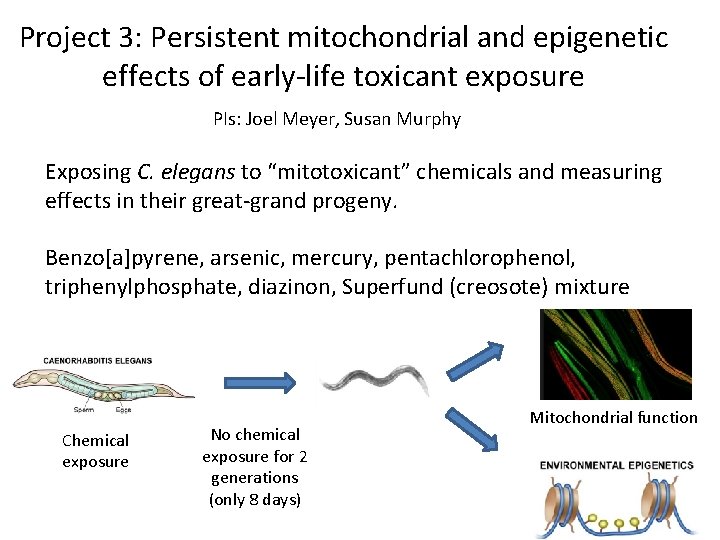 Project 3: Persistent mitochondrial and epigenetic effects of early-life toxicant exposure PIs: Joel Meyer,