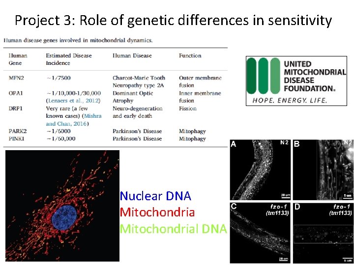 Project 3: Role of genetic differences in sensitivity Nuclear DNA Mitochondrial DNA 