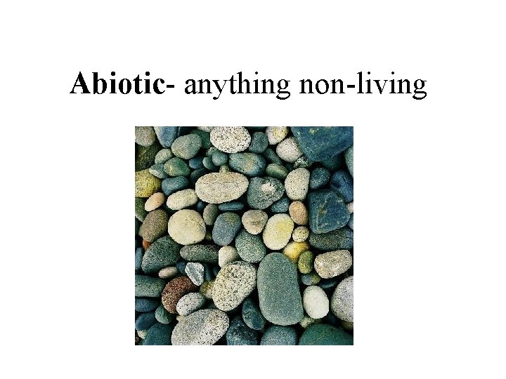 Abiotic- anything non-living 