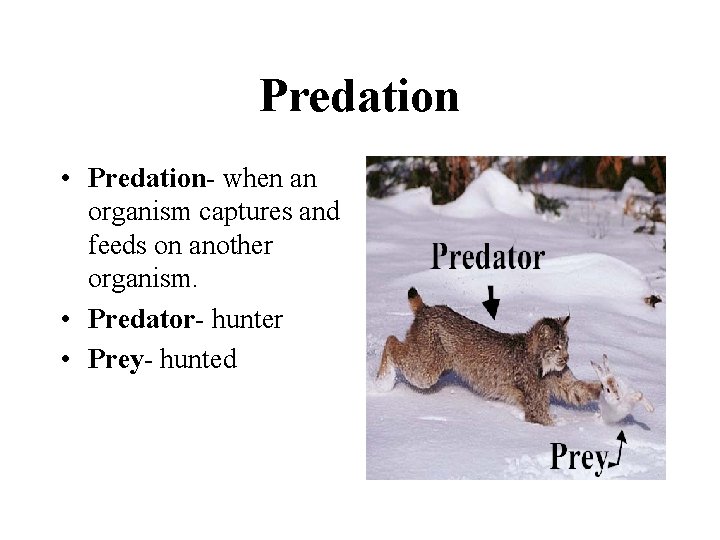 Predation • Predation- when an organism captures and feeds on another organism. • Predator-