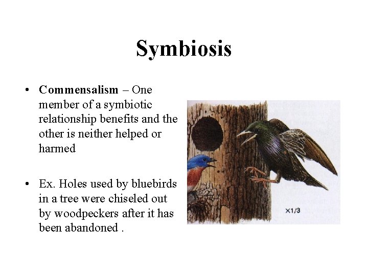 Symbiosis • Commensalism – One member of a symbiotic relationship benefits and the other