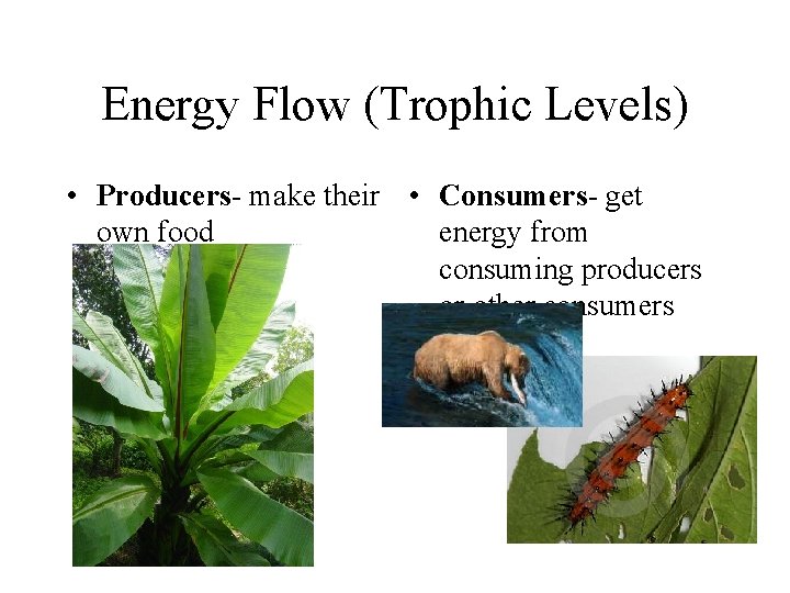 Energy Flow (Trophic Levels) • Producers- make their • Consumers- get own food energy