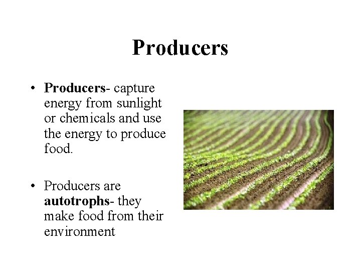 Producers • Producers- capture energy from sunlight or chemicals and use the energy to
