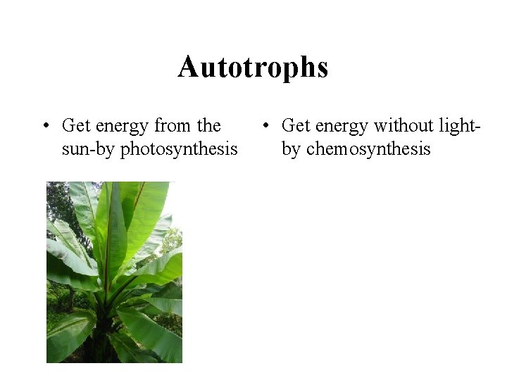 Autotrophs • Get energy from the sun-by photosynthesis • Get energy without lightby chemosynthesis