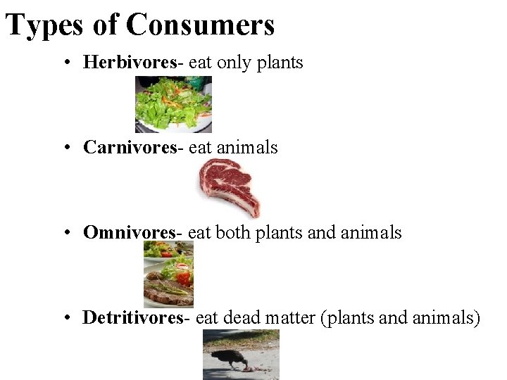 Types of Consumers • Herbivores- eat only plants • Carnivores- eat animals • Omnivores-