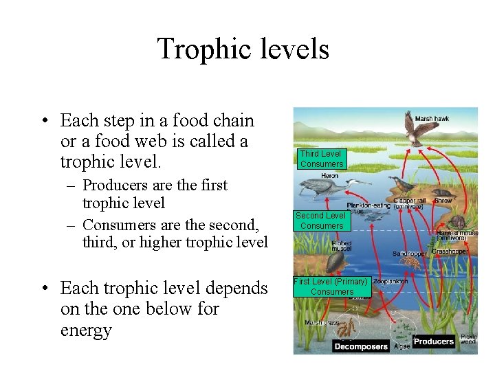Trophic levels • Each step in a food chain or a food web is
