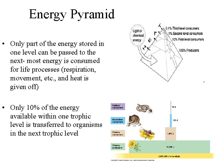Energy Pyramid • Only part of the energy stored in one level can be