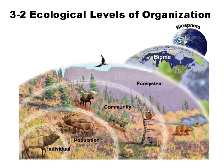 3 -2 Ecological Levels of Organization Section 3 -1 Go to Section: 