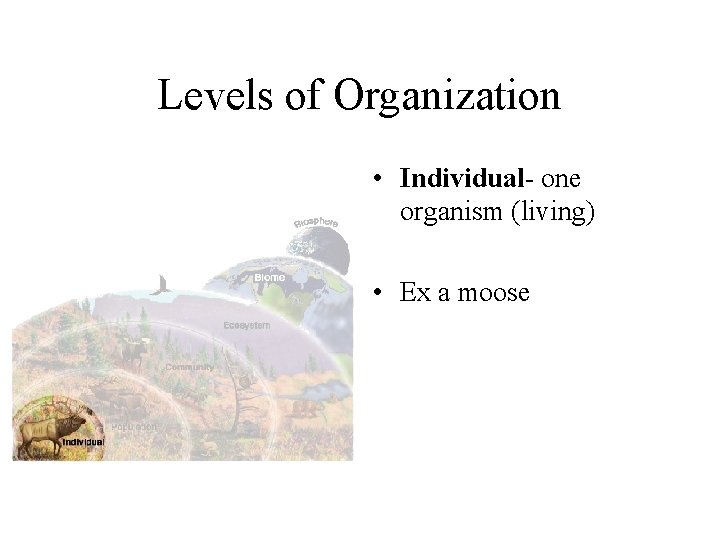 Levels of Organization • Individual- one organism (living) • Ex a moose 