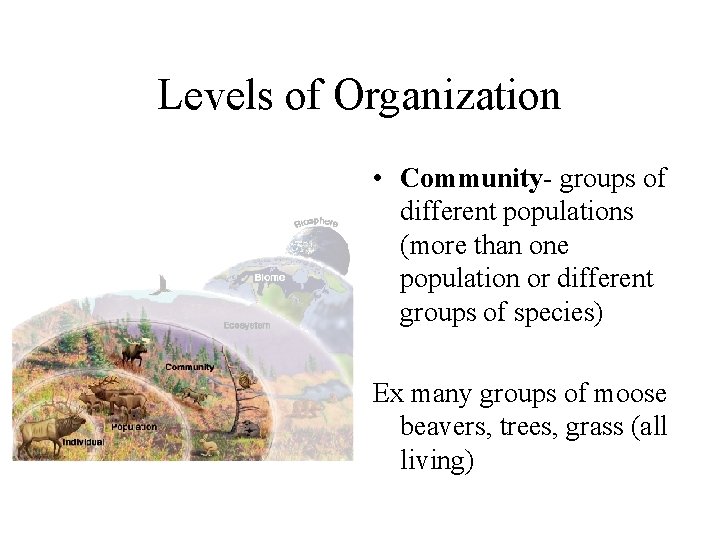 Levels of Organization • Community- groups of different populations (more than one population or