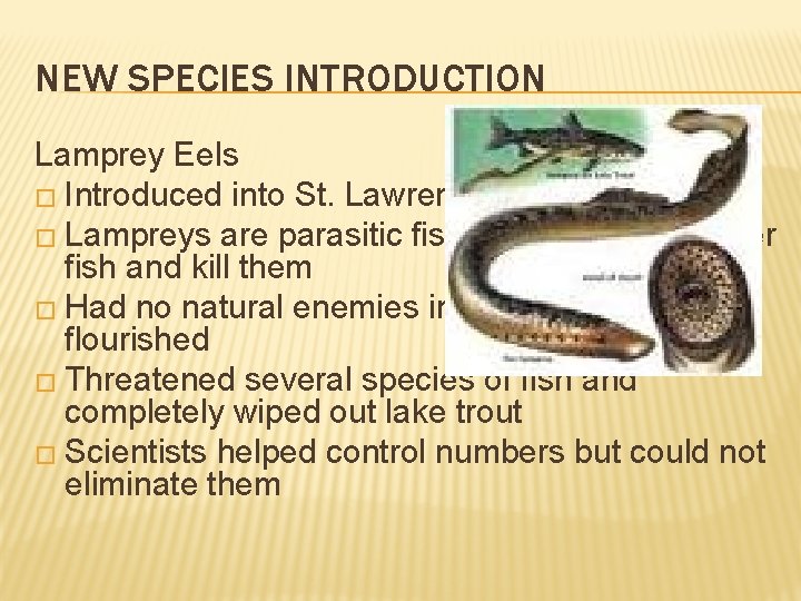 NEW SPECIES INTRODUCTION Lamprey Eels � Introduced into St. Lawrence Seaway � Lampreys are