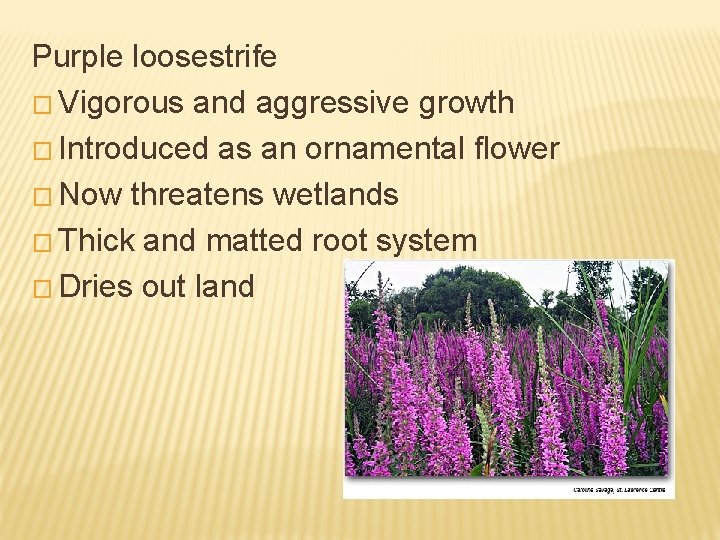 Purple loosestrife � Vigorous and aggressive growth � Introduced as an ornamental flower �