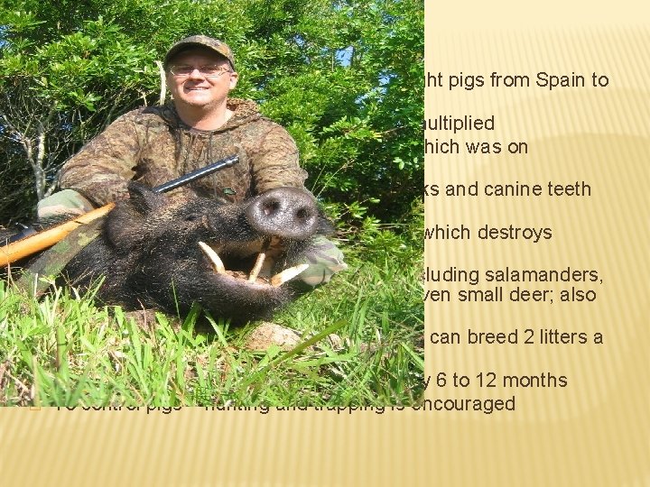 Hog Wild � In 1539 Spaniard Hernando de Soto brought pigs from Spain to