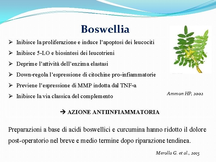 Boswellia Ø Inibisce la proliferazione e induce l’apoptosi dei leucociti Ø Inibisce 5 -LO
