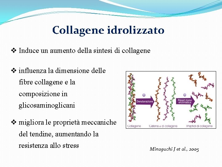 Collagene idrolizzato v Induce un aumento della sintesi di collagene v influenza la dimensione