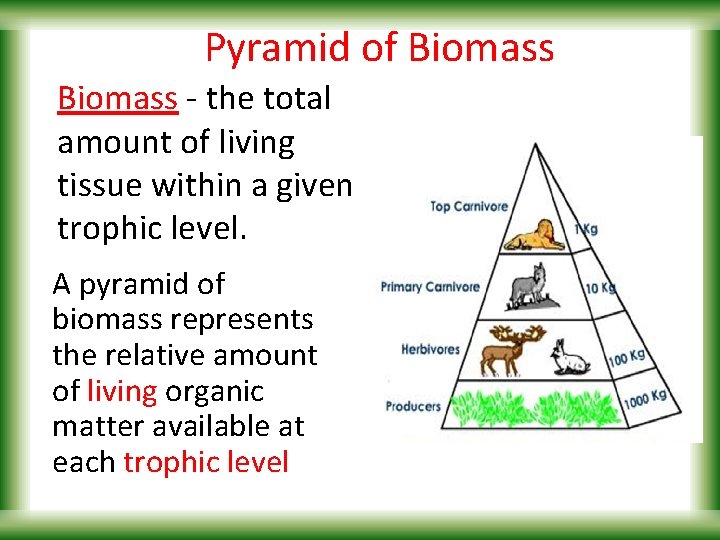 Pyramid of Biomass - the total amount of living tissue within a given trophic