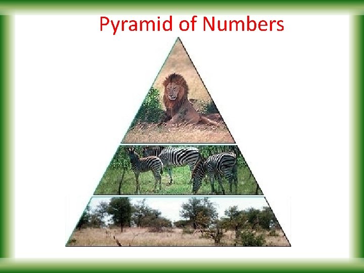 Pyramid of Numbers 