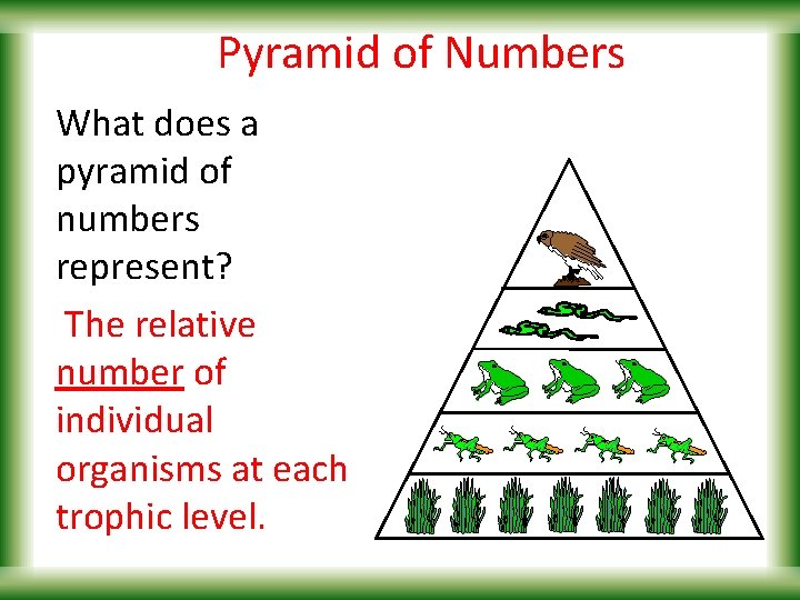Pyramid of Numbers What does a pyramid of numbers represent? The relative number of