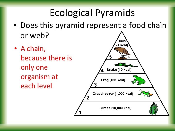 Ecological Pyramids • Does this pyramid represent a food chain or web? Hawk (1