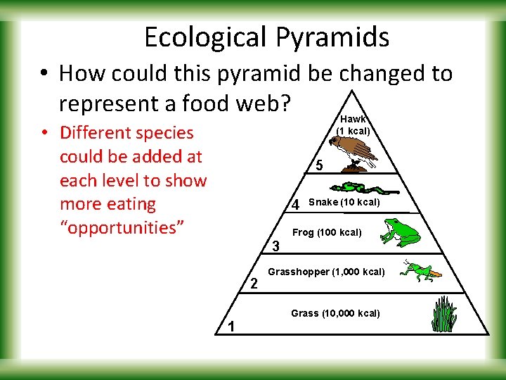 Ecological Pyramids • How could this pyramid be changed to represent a food web?