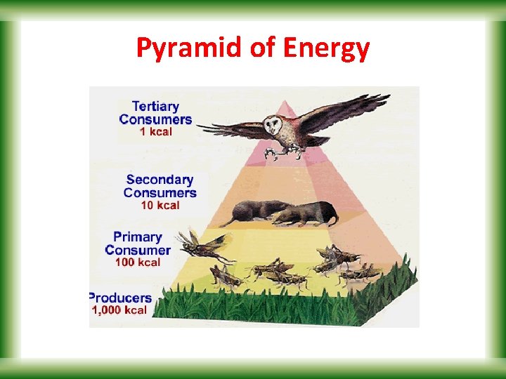 Pyramid of Energy 