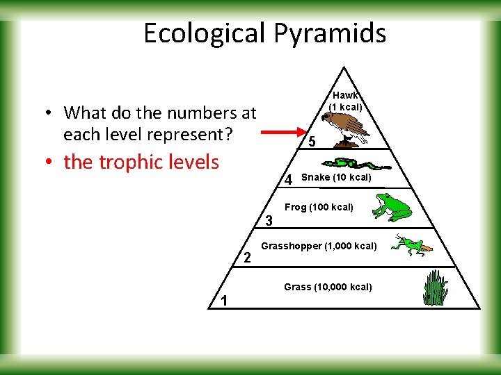 Ecological Pyramids Hawk (1 kcal) • What do the numbers at each level represent?