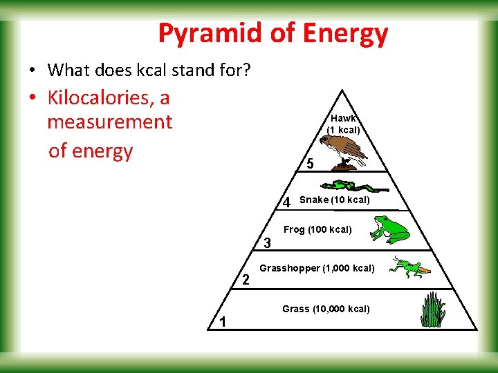 Pyramid of Energy • What does kcal stand for? • Kilocalories, a measurement of