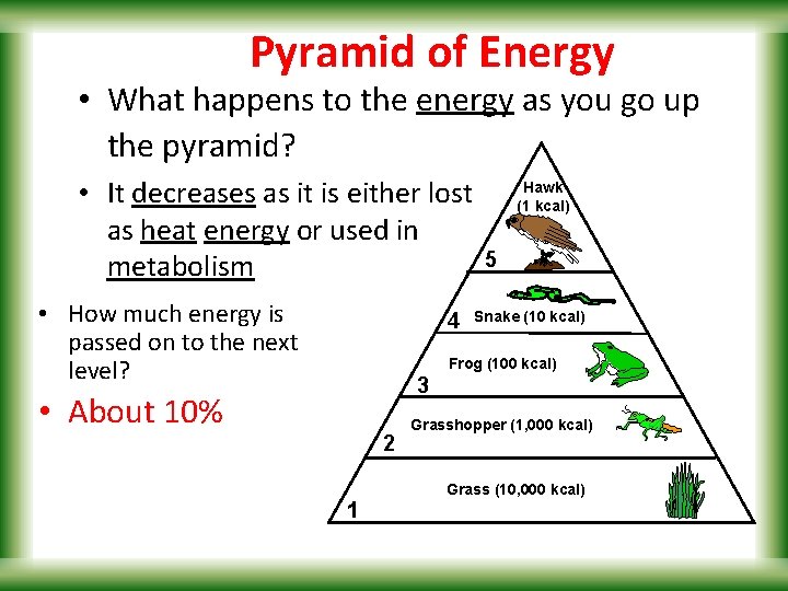 Pyramid of Energy • What happens to the energy as you go up the