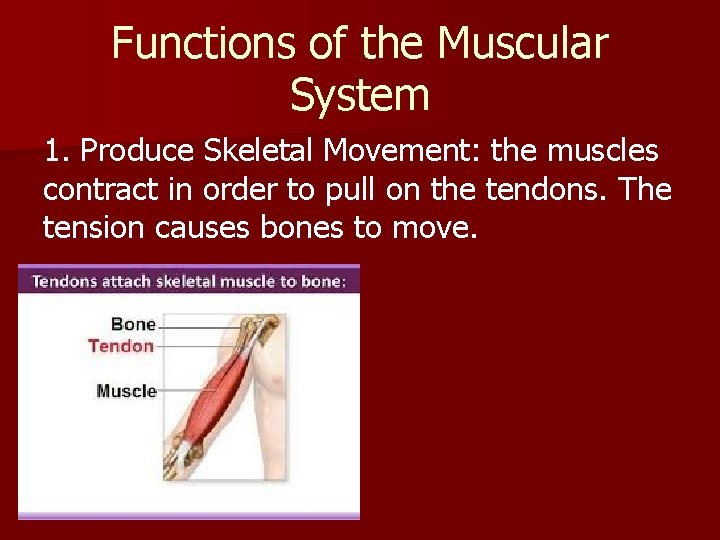 The Muscular System n n The ability to