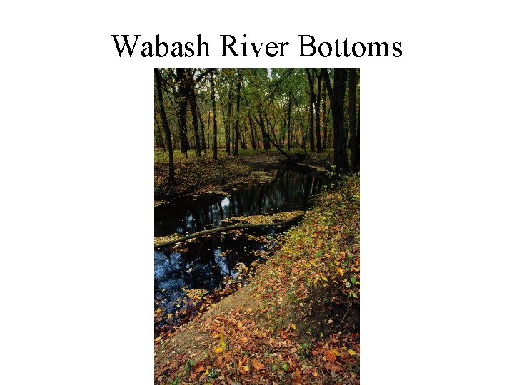 Wabash River Bottoms 