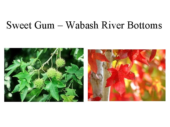 Sweet Gum – Wabash River Bottoms 