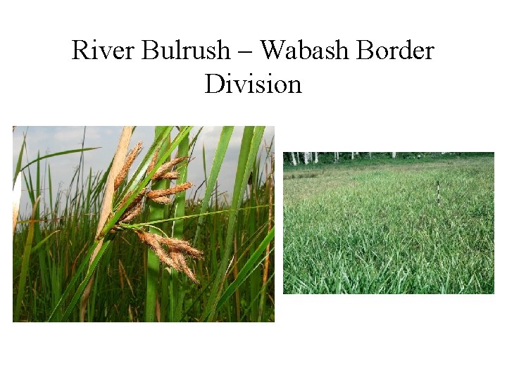 River Bulrush – Wabash Border Division 