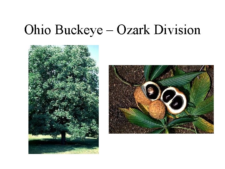 Ohio Buckeye – Ozark Division 