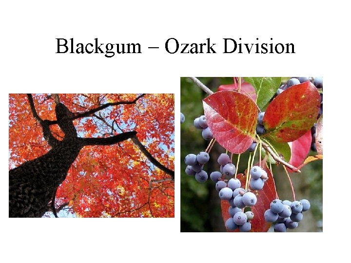 Blackgum – Ozark Division 