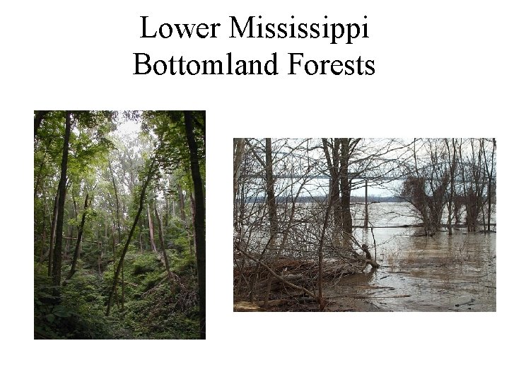 Lower Mississippi Bottomland Forests 