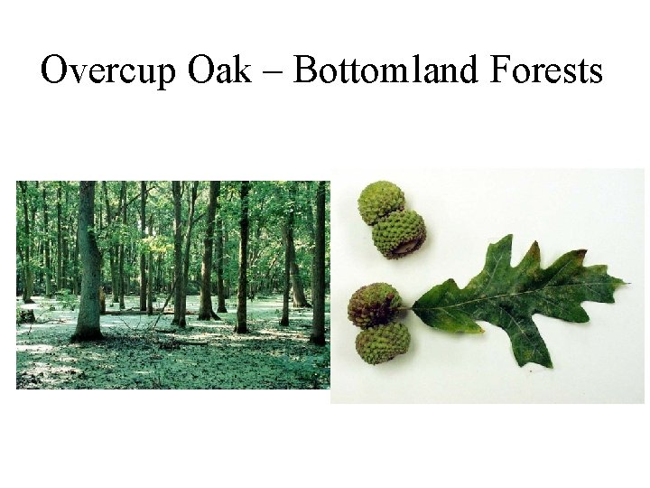 Overcup Oak – Bottomland Forests 